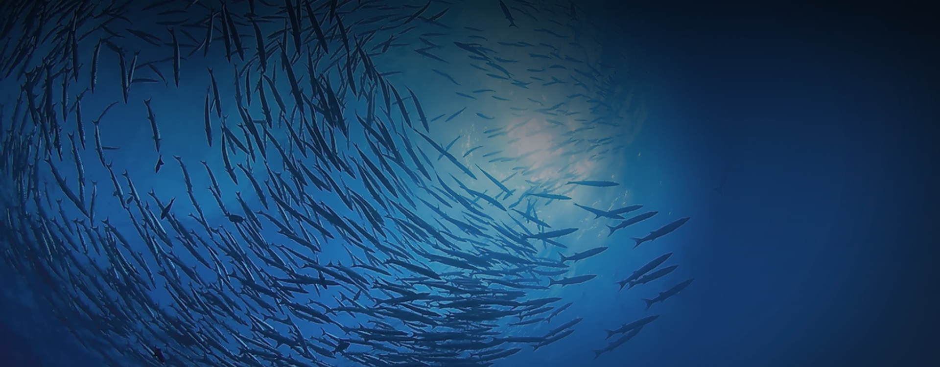 Fish Product